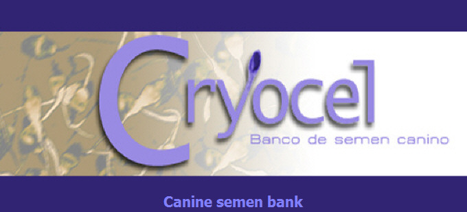 Canine semen bank